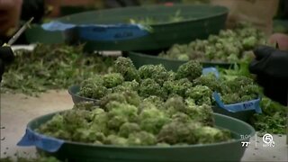 Boca Raton City Council clears the way for medical marijuana