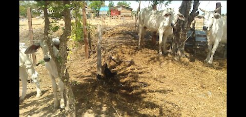 Raising cattle in Cambodia