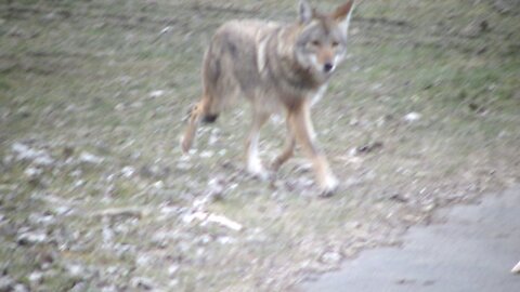 Coyotes.. near our park, kinda scary..