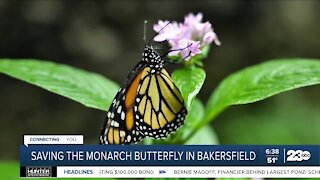 New monarch butterfly habitat in Bakersfield