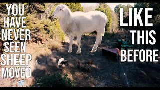 The Redneck Hillbilly Way Of Rotational Grazing Sheep!/ Brush To Pasture