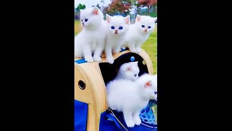 Handsome_little_White_cat_with_blue_eyes.(1080p60)