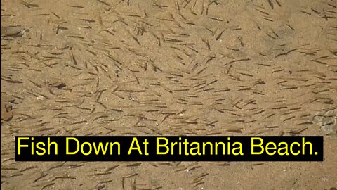 Fish Down At Britannia Beach.