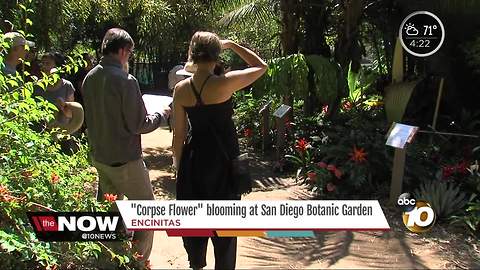 'Corpse Flower' blooming at San Diego Botanic Garden