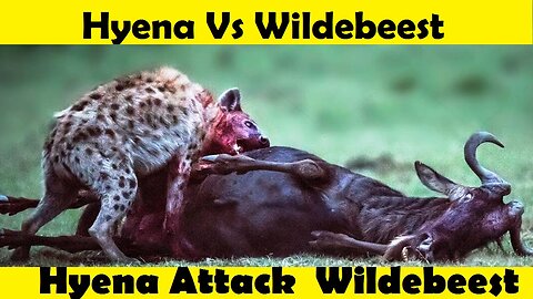 Hyena Attack on Wildbeest. Hyena Vs Wildbeest Fight. (Tutorial Video )