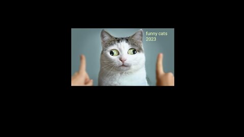 Funny cute kittens 2023#funny cats