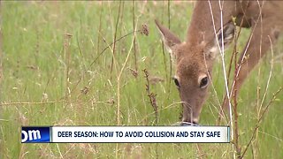 Deer season: how to avoid collisions and stay safe