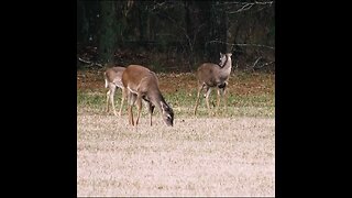 Herd of Deer