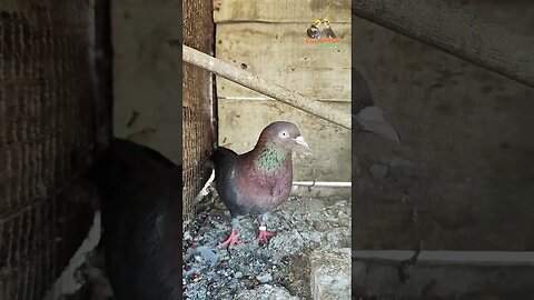 #pigeon#pigeons#kabootar#kabutar