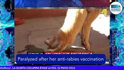 LQC: PROGRAM 345 EXTRACT - VETERINARY ALERT! Genocide of ANIMALS by injected products - ENG - 2022