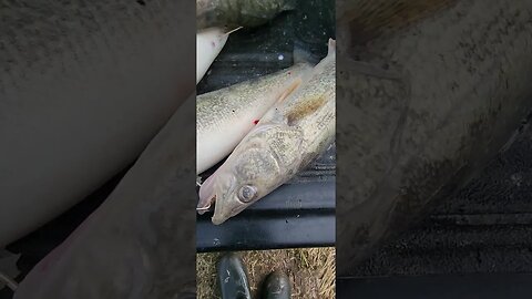 We had a cancelation on the boat today, so went down to the Maumee River and captured six myself.