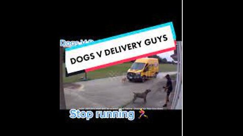 DOG VS DELIVERY GUY