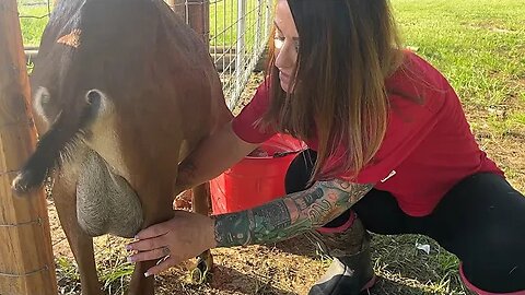 Milking Goats, Giving Them Their Shots And Mail Call!