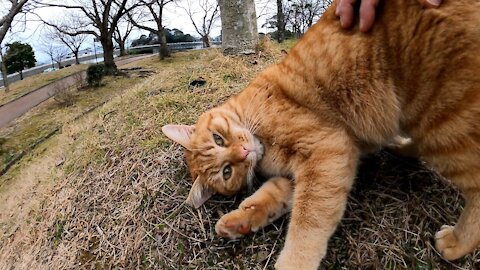 A cat came down from the top of the hill