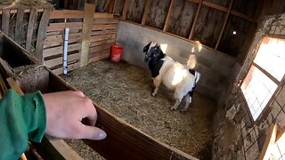 Bringing in Goats For the Winter | Building a Buck Pen