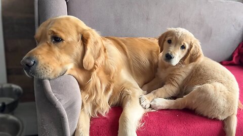 Golden Retriever Dad and His Puppy Relationship Will Warm Your Heart