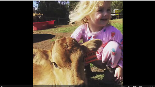 Farm girl loves to pet her calf