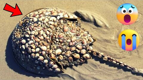 Removing barnacles from a horseshoe crab that can't move anymore.