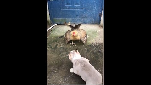 Chicken attacks like a boss... Interesting Video