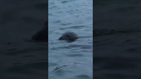 #seal #wildlife #sea #animals #mammals #sealife #outdoors
