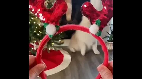 Funny animal videos Merry Christmas #funny #shorts #ytshorts #animals #cats #dogs #pets #perros