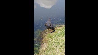 SID the gator sunning with her babies