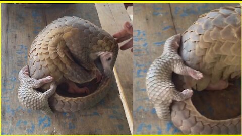 Cute pangolin