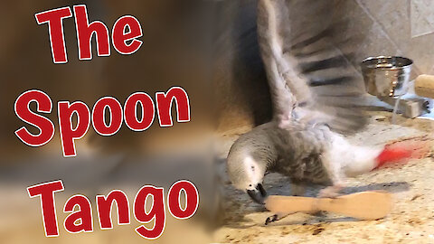 Talented parrot dances the Tango with a spoon