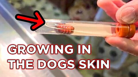 All Nomad Dog Owners Need To Watch This And Protect Your Dogs | Ambulance Conversion Life