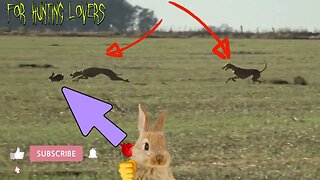 Fastest Greyhounds Vs high speed Rabbit | Los galgos más rápidos contra el conejo de alta velocidad