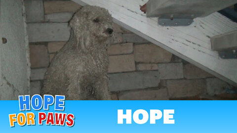 TBT: Homeless poodle needed help, but was too scared to ask. Watch the amazing transformation :-)