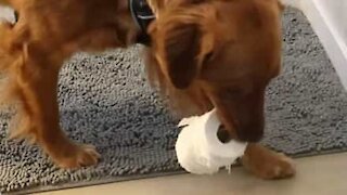 Løbet tør for toiletpapir? Få din hund til at hente det!