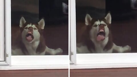 Naughty Husky Sticks Nose And Tongue Into Glass Door