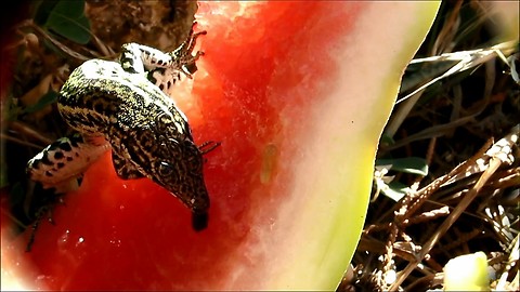 Dehydrated lizard jumped into my Watermelon and lick it to the bottom