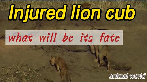 Lion cub trampled and crippled by buffalo and can only crawl on front legs