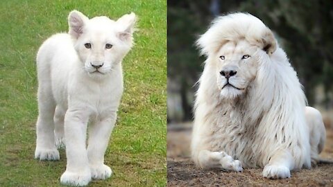 Animals Transformation