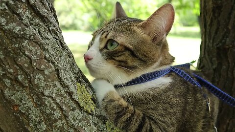 Evil Birds Tease the Poor Cat in the Tree