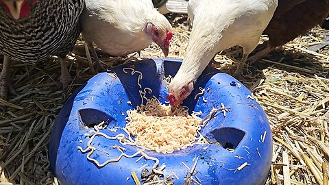 chickens eating noodles in super slowmo