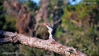 Red Bellied Woodpecker Searches For Breakfast 🌲 11/13/22 08:01