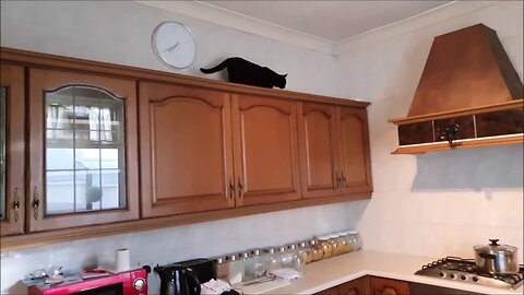 Luna And Her Favourite Spot In The Kitchen