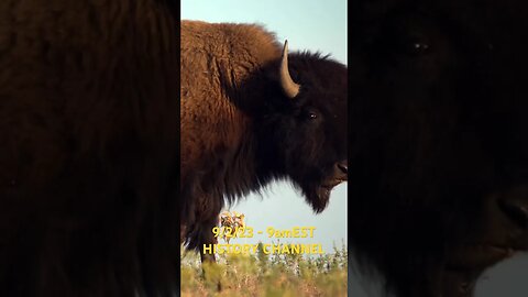 9/2/23 on HISTORY Channel, The Green Way Outdoors Bison hunt. #shorts #bison #hunting #biggame