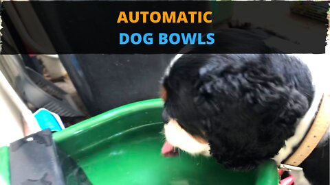 Automatic Dog Bowls: The Best Solution for Your Dogs