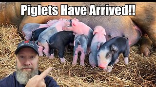 Farrowing in the Forest or Woods - New Piglets @UncleTimsFarm