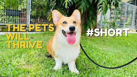 Shinji The Corgi- The Pet will Thrive Tiktok #short