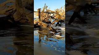 ⛱️ Jekyll Island ⛱️ - Driftwood Beach 2 #shorts