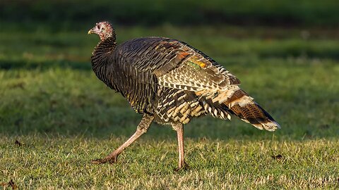 Wild Turkey Hen, Sony A1/Sony Alpha1, 4k