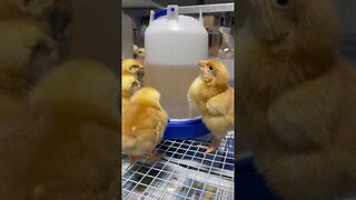 Ohh Baby Chicks! #chicks #chicken #rubyred #farming #shorts