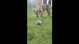 Fearless Turtle Chases Dog Around The Yard