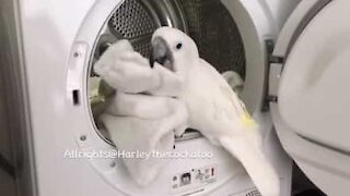 Sjarmerende kakadue hjelper til med klesvasken