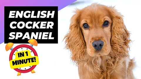 English Cocker Spaniel - In 1 Minute! 🐶 Meet This Cute & Charming Breed! | 1 Minute Animals